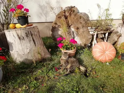 Tiere in der Ferienwohnung oder in der Nähe
