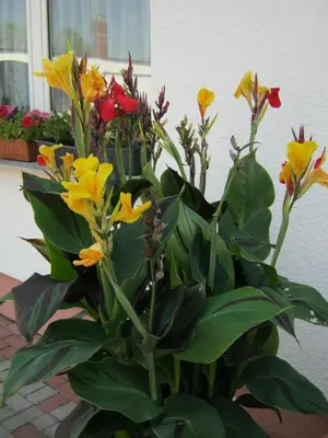 Ein Garten an der Unterkunft Hotel Landhaus Nassau