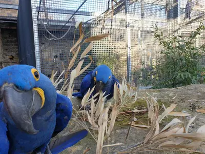 Tiere in der Ferienwohnung oder in der Nähe