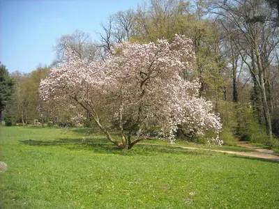 Ein Garten an der Unterkunft Hotel Schloss Eckberg
