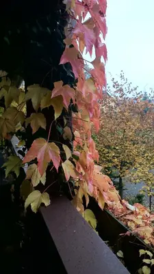 Ein Garten an der Unterkunft Schneiderlein Hotel