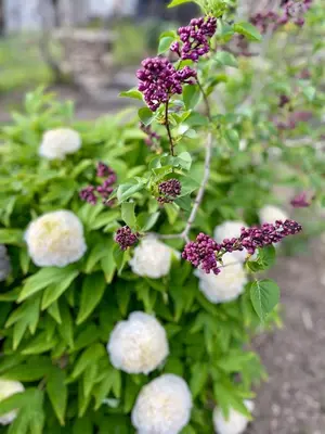 Ein Garten an der Unterkunft Ferienwohnungen Burkhardt