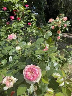 Ein Garten an der Unterkunft Ferienwohnungen Burkhardt