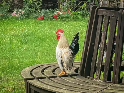 Tiere in der Villa oder in der Nähe