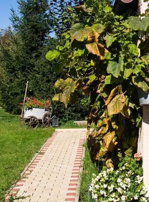 Ein Garten an der Unterkunft Ferienwohnung Am Elberadweg