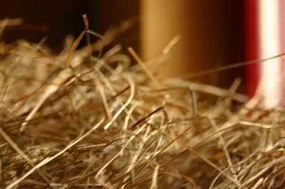 Grundriss der Unterkunft Ferienhof Dittrichs Erben