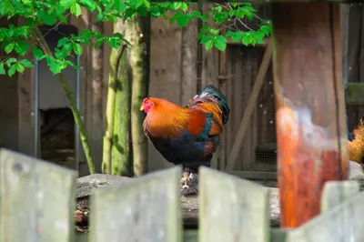 Tiere im Gasthaus oder in der Nähe