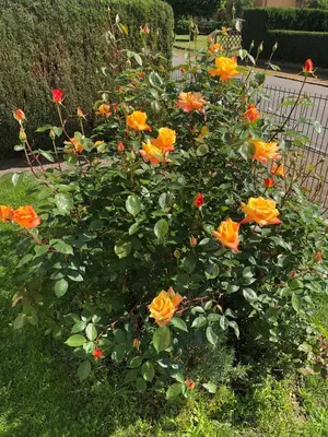 Ein Garten an der Unterkunft Ferienappartement Paula im Lausitzer Seenland