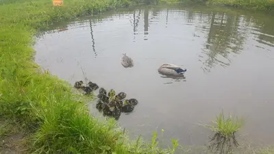Tiere in der Ferienwohnung oder in der Nähe