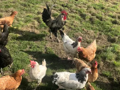 Tiere in der Ferienwohnung oder in der Nähe