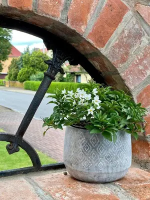 Ein Garten an der Unterkunft Appartement Sterne