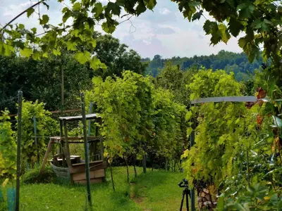 Ein Garten an der Unterkunft Quartier Rottewitz