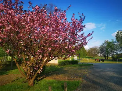 Ein Garten an der Unterkunft Ferienwohnung Gisela