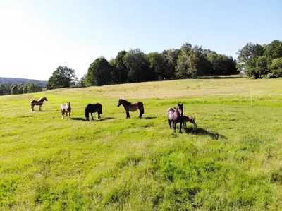 Tiere in der Ferienwohnung oder in der Nähe