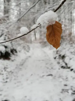 Villa Falkenstein im Winter
