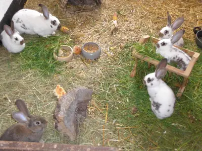 Tiere in der Ferienwohnung oder in der Nähe