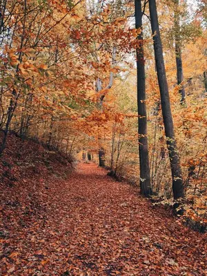 Naturlandschaft in der Nähe der Ferienwohnung