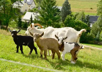 Tiere in der Ferienwohnung oder in der Nähe