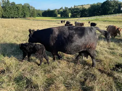 Tiere im Ferienhaus oder in der Nähe
