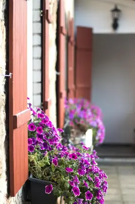 Ein Garten an der Unterkunft Ferienwohnung Vogelschar Urlaub auf dem Lebenshof
