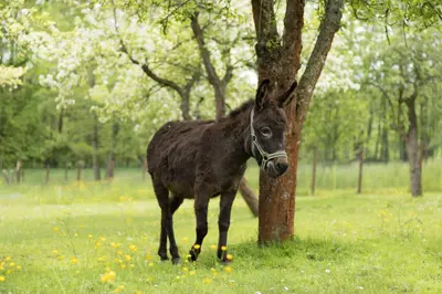Tiere in der Ferienwohnung oder in der Nähe