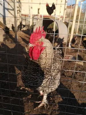 Tiere in der Ferienwohnung oder in der Nähe