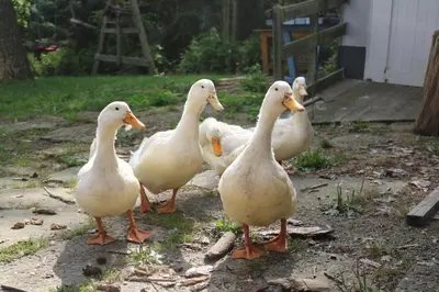 Tiere in der Ferienwohnung oder in der Nähe