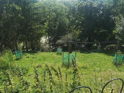 Ein Garten an der Unterkunft Gutshof und Ferienwohnung Proft