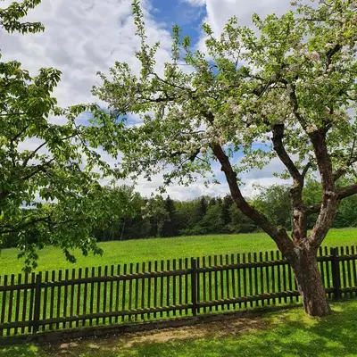 Ein Garten an der Unterkunft Ferienhaus Willkommen
