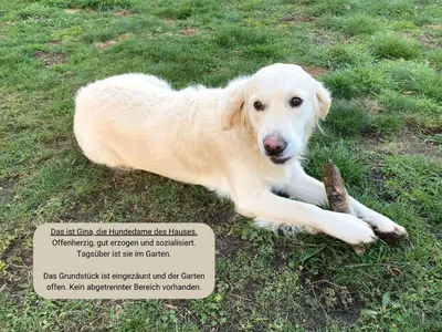 Haustiere von Gästen der Unterkunft Ferienwohnung Landlust - ideal für Hundefreunde und Monteure, free WLAN & Parken, Smart-TV