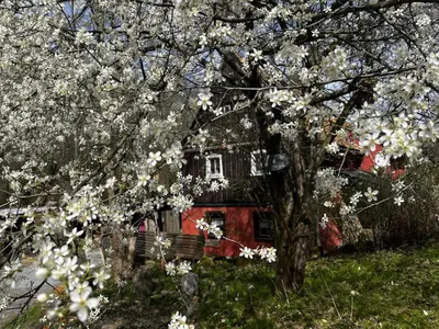 Ein Garten an der Unterkunft Ferienwohnung 