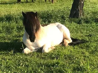 Tiere in der Ferienwohnung oder in der Nähe
