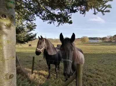 Tiere in der Ferienwohnung oder in der Nähe