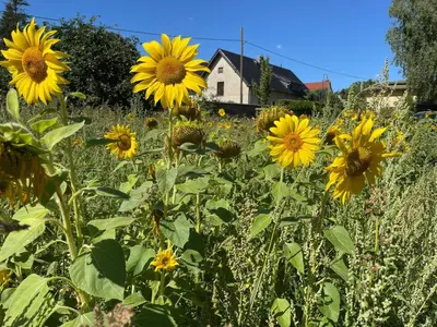 Ein Garten an der Unterkunft Holiday Home Parkblick by Interhome