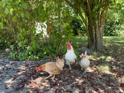 Tiere im Ferienhaus oder in der Nähe