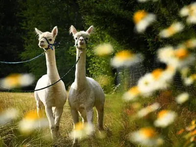 Tiere im Ferienhaus oder in der Nähe