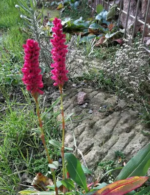 Ein Garten an der Unterkunft Ferien in der alten Scheune