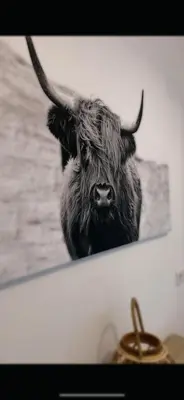 Tiere in der Ferienwohnung oder in der Nähe