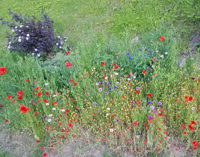 Ein Garten an der Unterkunft Pension Schützenhaus Leisnig